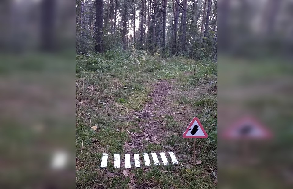 В Академгородке оборудовали "зебру" для ежиков. Фото: Илья Ельцов.