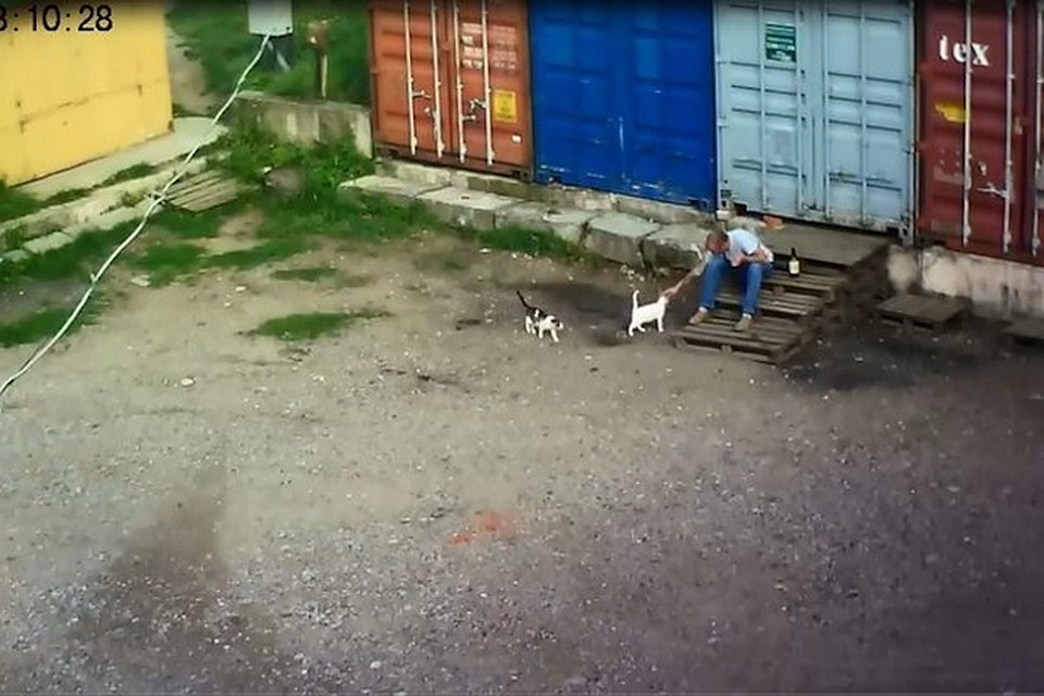 Пьяный мужчина убил кота. Фото с сайта СК