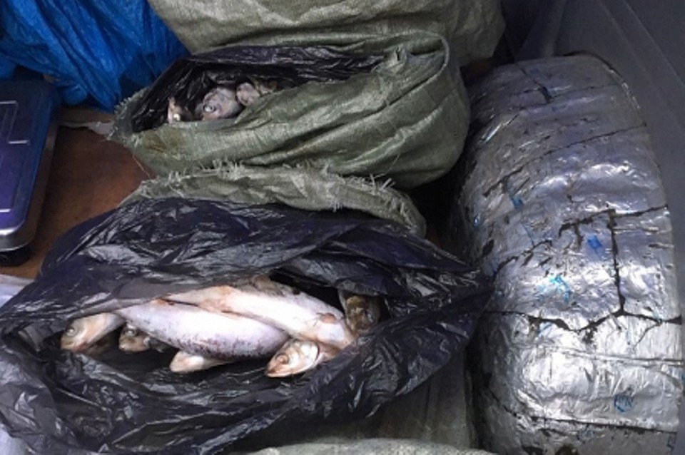 66 килограммов запрещенного для продажи байкальского омуля изъяли в Слюдянском районе. Фото: пресс-служба ГУ МВД по Иркутской области.