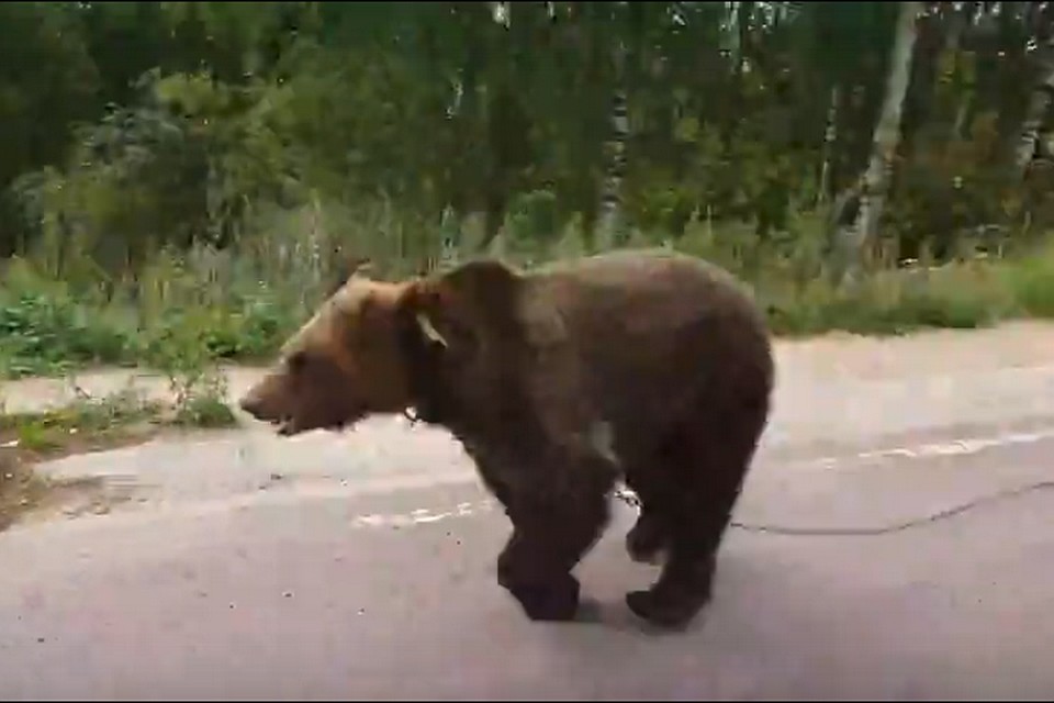 Антоша бегает после водных процедур. Фото: скриншот видео.