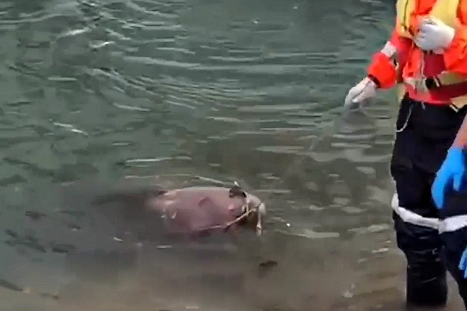 Тело из воды доставали спасатели.