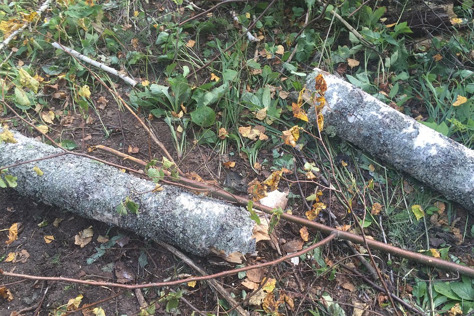 В Кировской области березой убило рабочего. Фото: Следственный комитет по Кировской области