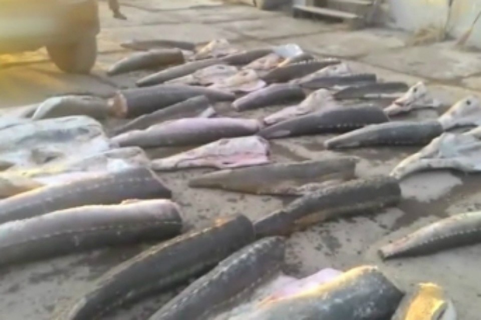 Краснокнижный осетр из Хабаровска развозили по Москве в мусоровозе