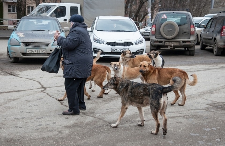 Псы тянутся к людям и пугают прохожих.