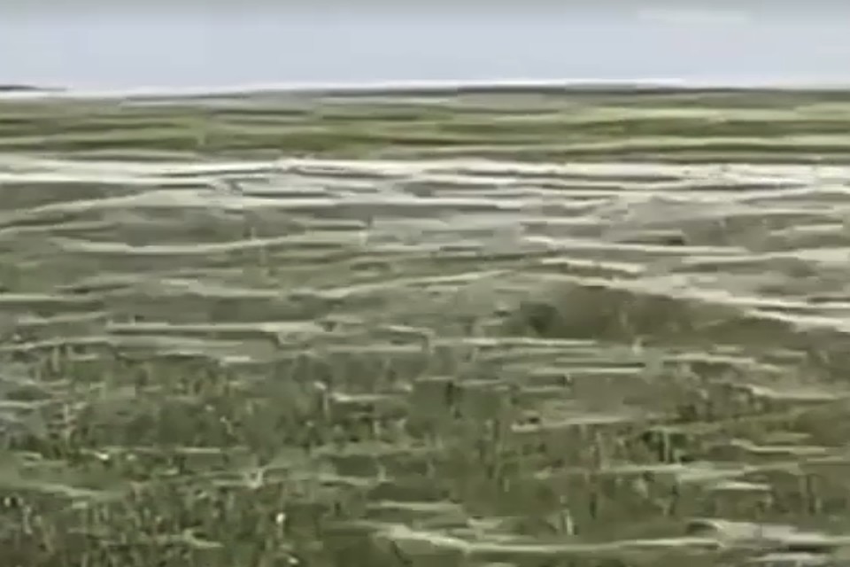 Греческий город оказался захвачен пауками.