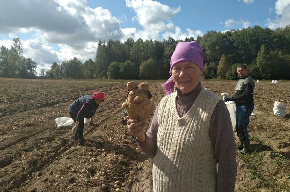 В Слониме выросла гигантская картофелина-медведь. Фото: Даниил ВОРОНА, gs.by.