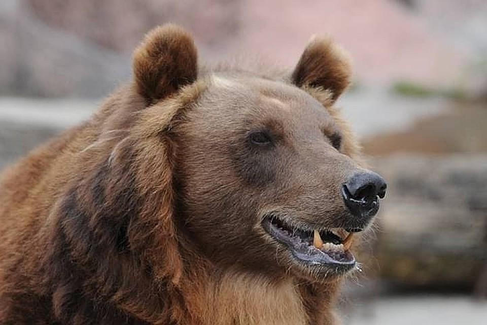 В Кузбассе егеря и полицейские обезвредили медведя-воришку