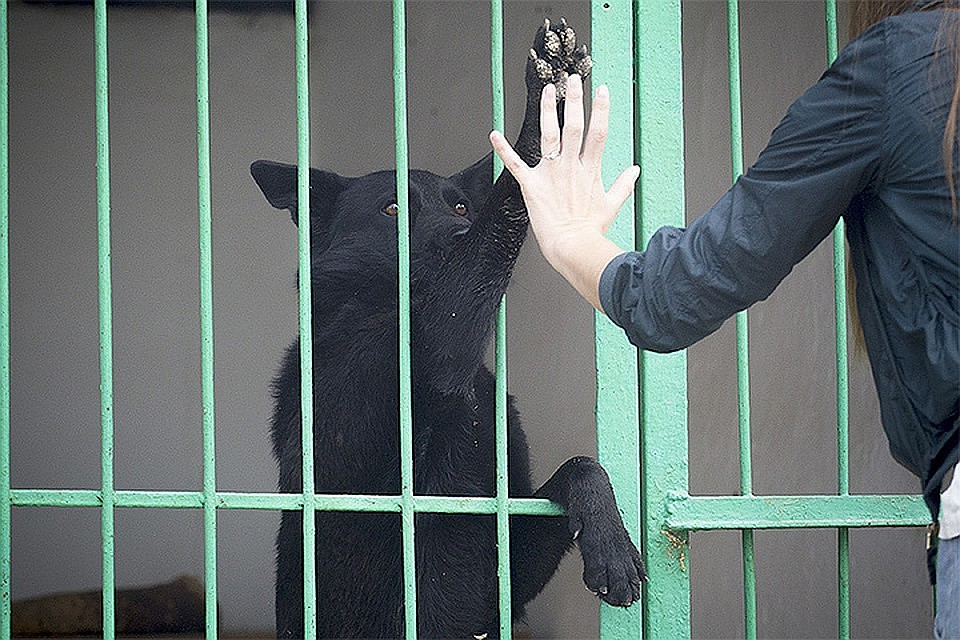 В Северной столице суд запретил отпускать бездомных животных после отлова.