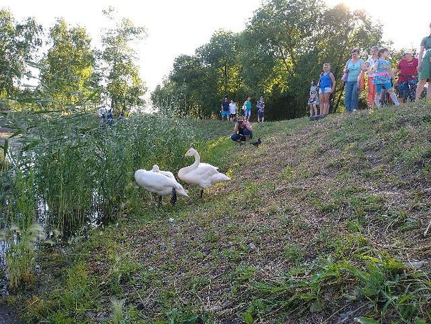Лебеди из парка будут зимовать на страусиной ферме