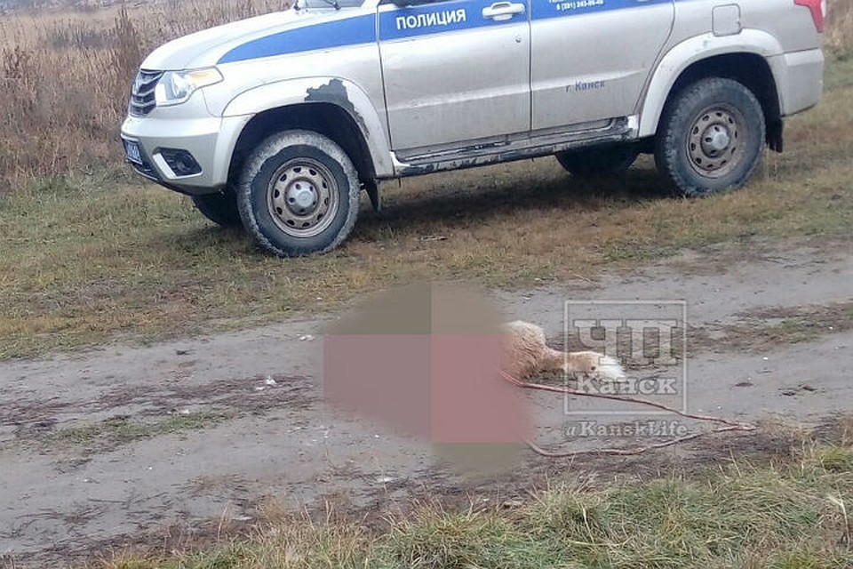 Растерзавшего собаку раненого медведя ищут в Красноярском крае. Фото: ЧП Канск.