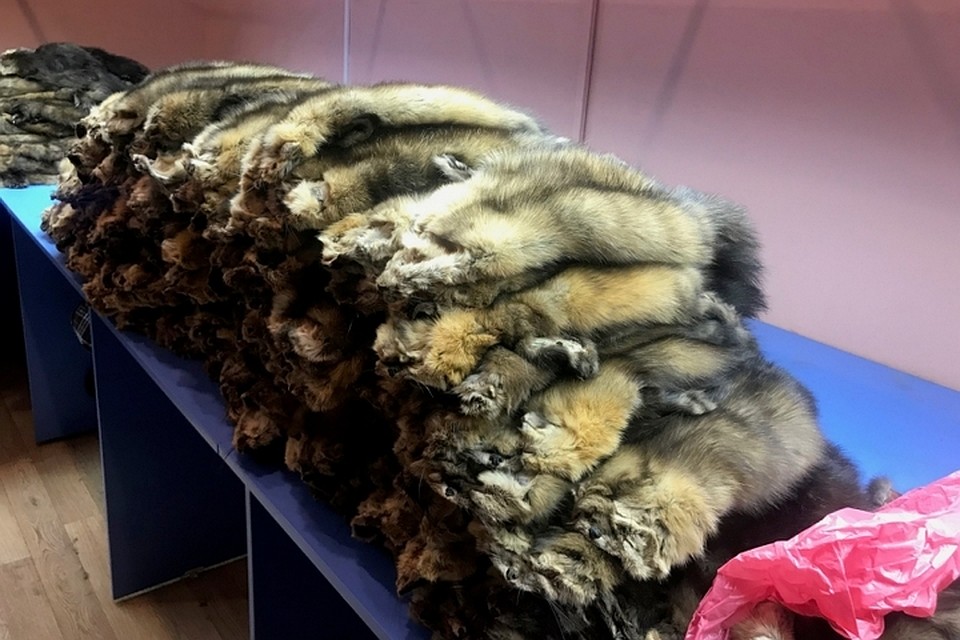 В Красноярске у директора фирмы изъяли шкурок 339 соболей.Фото: пресс-служба краевой полиции
