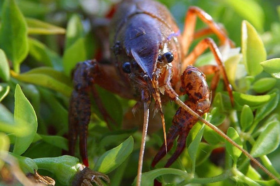 Фото: pixabay.com