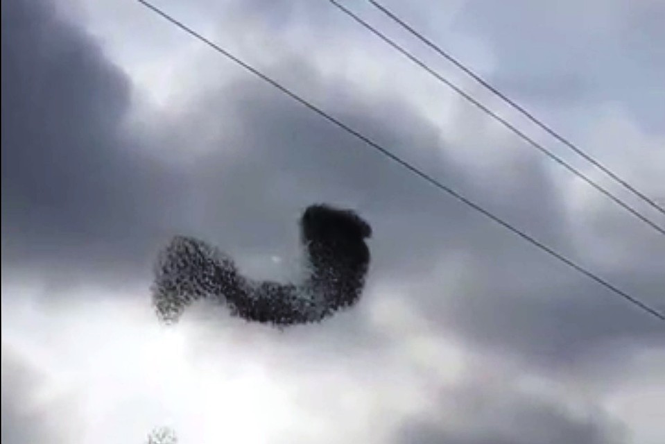 Фото: кадр из видео.