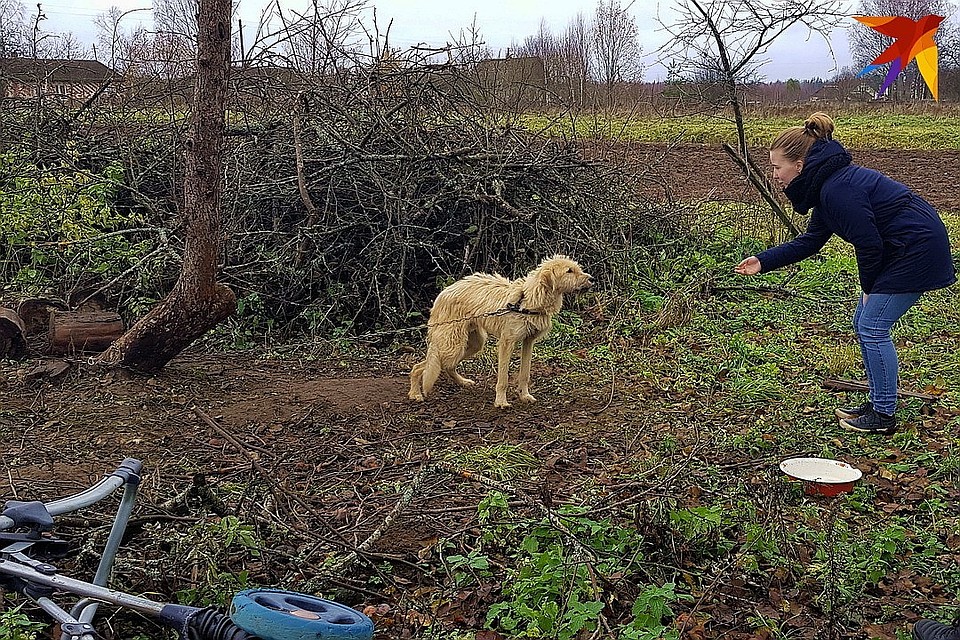 Судя по виду собак в приюте "Волшебный дом", деньги, которые жертвовали псковичи, уходили не на их содержание.
