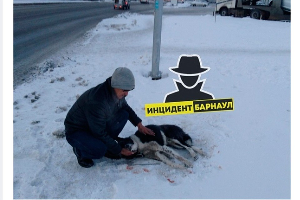 Собаке может понадобиться помощь специалиста