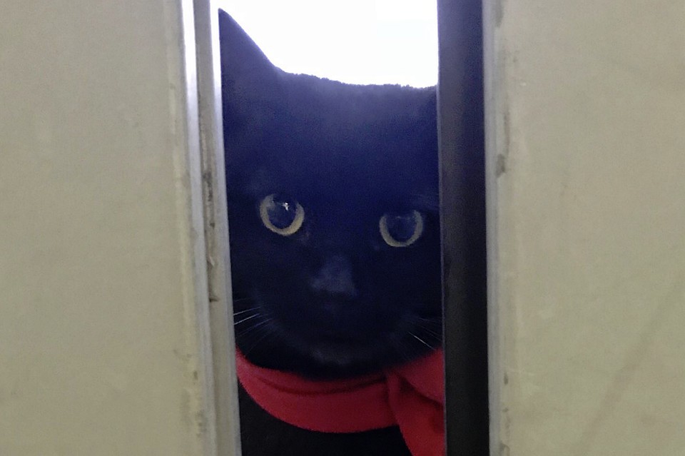 Коты два года ведут бой с охранником за право посещать музей. Фото: twitter.com/bijutsu1/