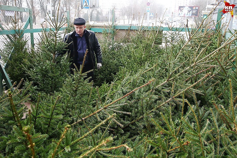 Елочные базары в Минске откроются 22 декабря