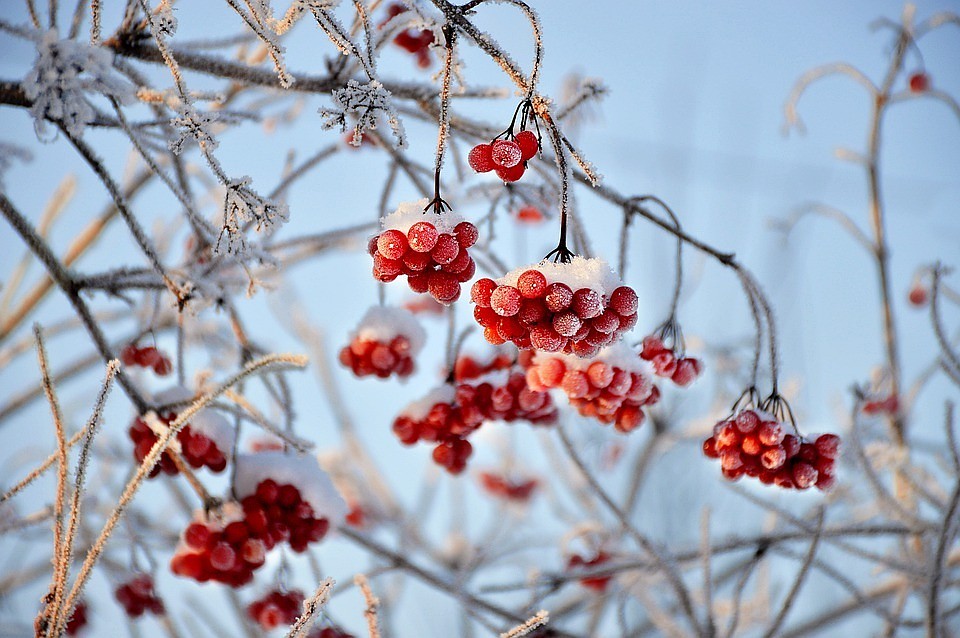 Фото:pixabay.com