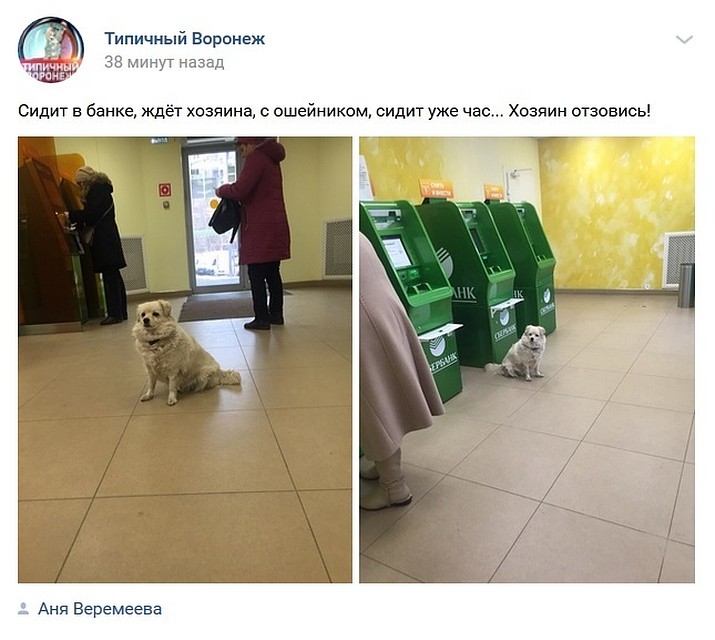 Скриншот поста в "Типичном Воронеже"