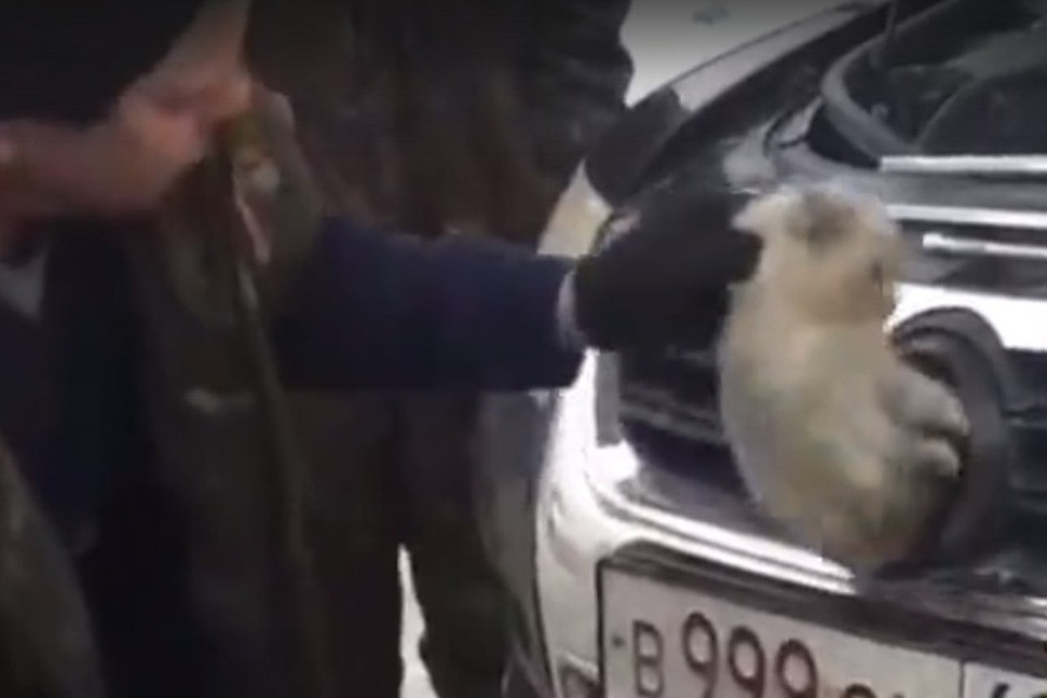 Котенок выжил, несмотря на долгую езду под капотом Кадр: YouTube