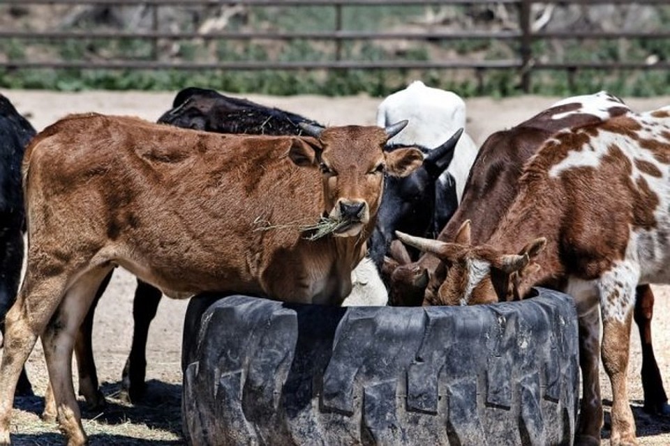 Фото: pixabay.com