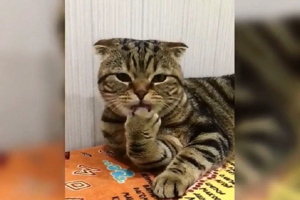 Кот Кекс не смог покорить унитаз, за что получил выговор от хозяйки. Фото: кадр из видео