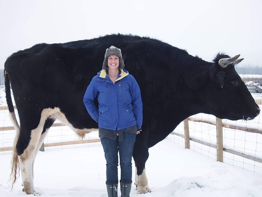 В Канаде нашли быка больше австралийского Никерса Фото: Facebook Kismet Creek Farm