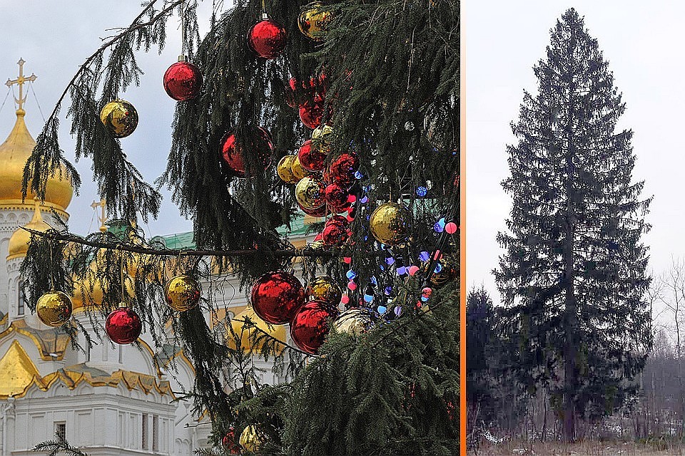 Главную новогоднюю елку страны срубят в Подмоскове
