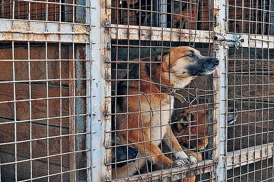 Домашний питомец может оказаться в приюте или просто погибнуть на улице