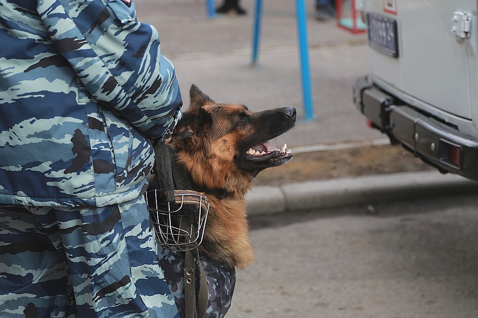 Куда полиция будет распределять проституток, бомжей и собак, - неизвестно