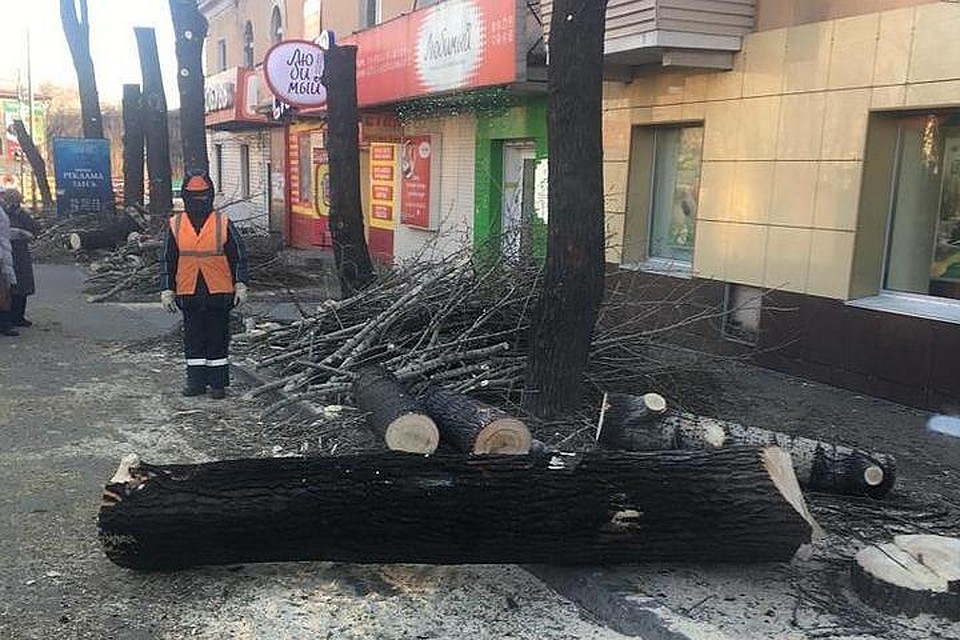 В Хабаровске пустят под топор деревья на улице Карла Маркса