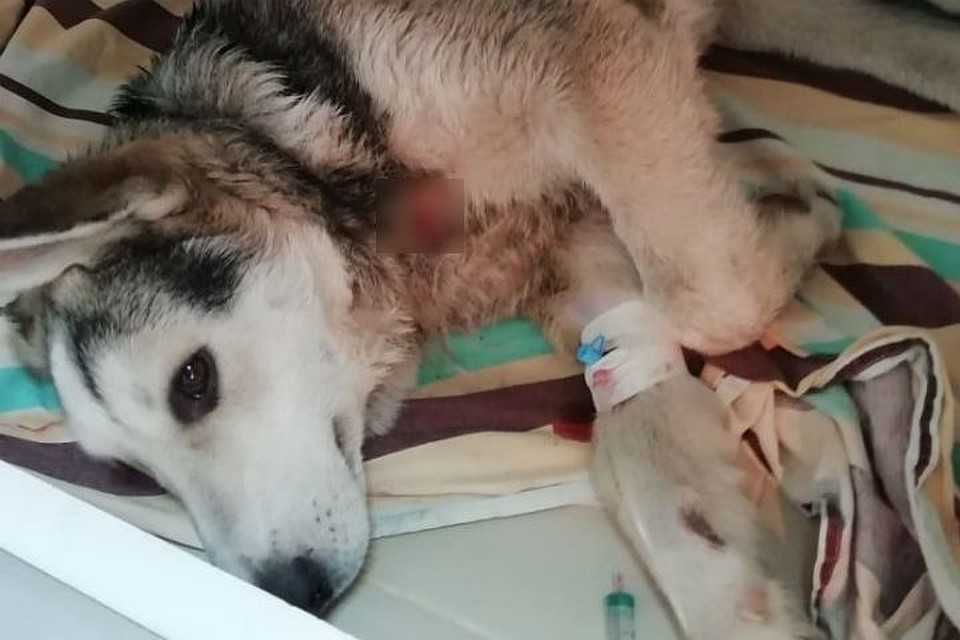 В Красноярске сбитого машиной домашнего пса выручил прохожий. Фото: Лимпопо.