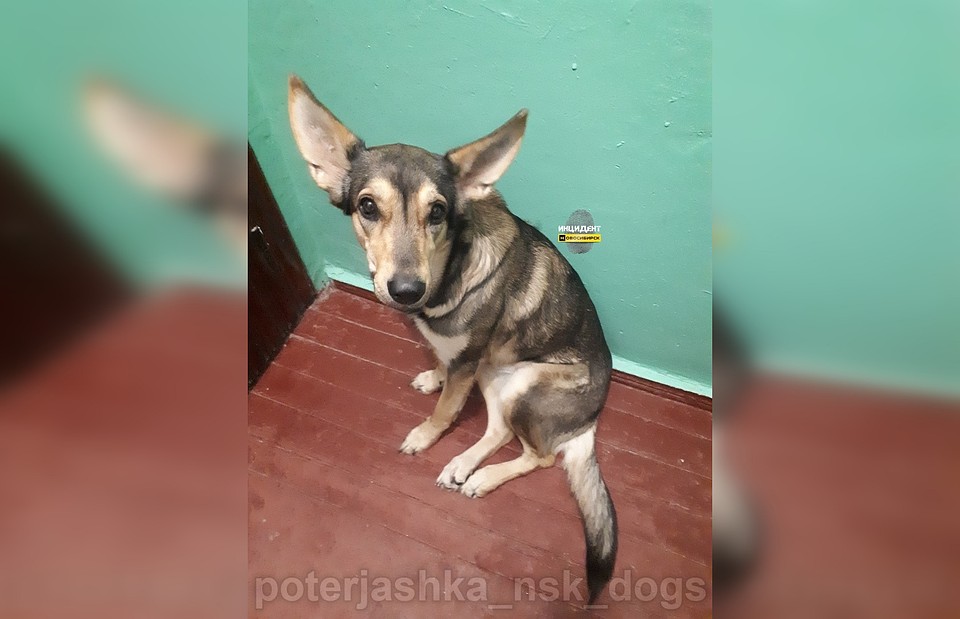 Собачка осталась в подъезде после смерти хозяйки. Фото: "Инцидент.Новосибирск".