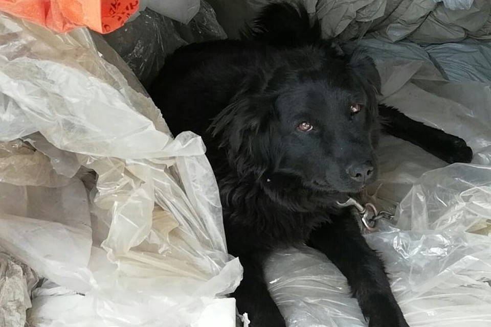 За несколько часов кузбассовцы собрали более 16 тысяч рублей на спасение Дины и Шери. Фото: из личного архива Михаила Котова.