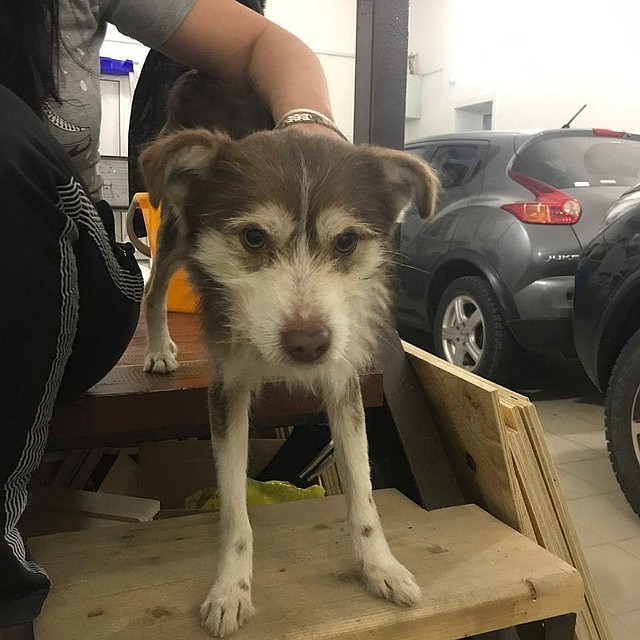 Новый дом нашли пока не для всех животных из приюта. Фото: instagram.com/help_animals_blg