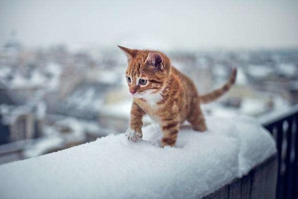 Фото: http://www.amur.info/news/2017/01/09/119877