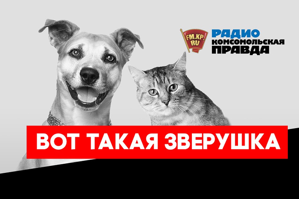 На шкуре написано: о чем сигнализируют кожные проблемы у кошек и собак