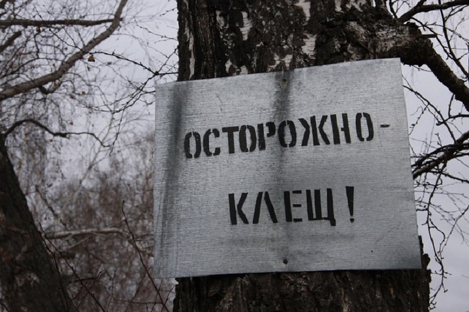 Если к вам присосался клещ, нужно обратиться в больницу, там насекомое исследуют.