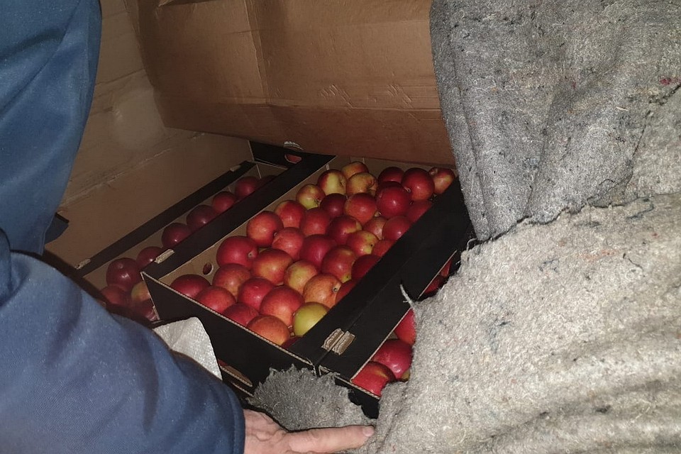 Сразу несколько партий овощей и фруктов без документов задержали псковские пограничники на российской границе. Фото: пресс-служба Пограничного управления ФСБ России по Псковской области.