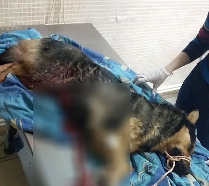 В Омске на набережной живодер вспорол собаке живот и бросил умирать