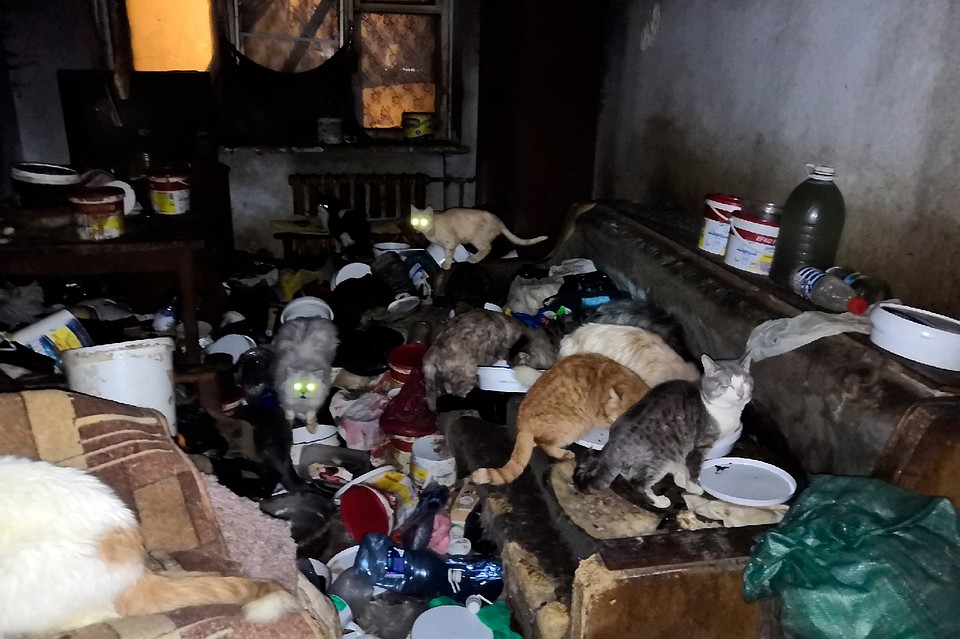 Животных держат в условиях антисанитарии. Фото: группа VK «Добрые руки»