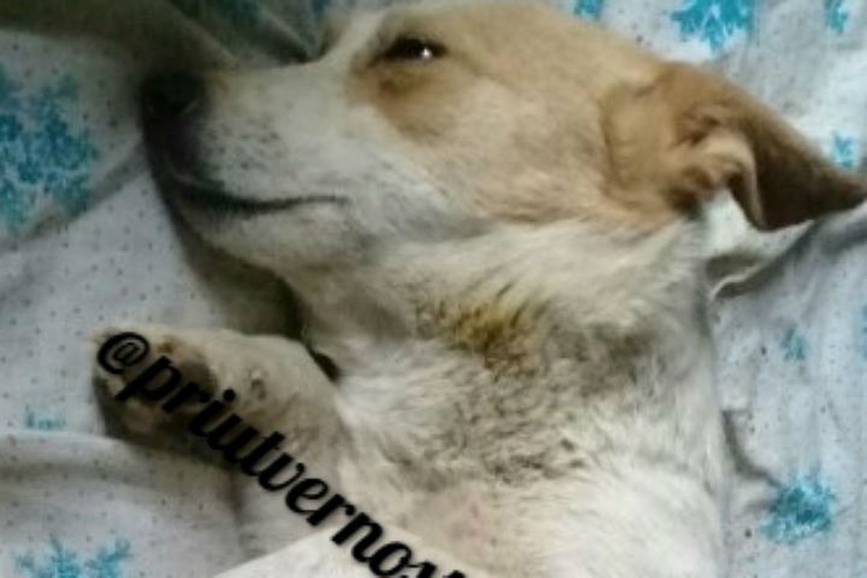 Лею пытались сжечь заживо Фото: группа "Приют собачьих сердец "Верность"