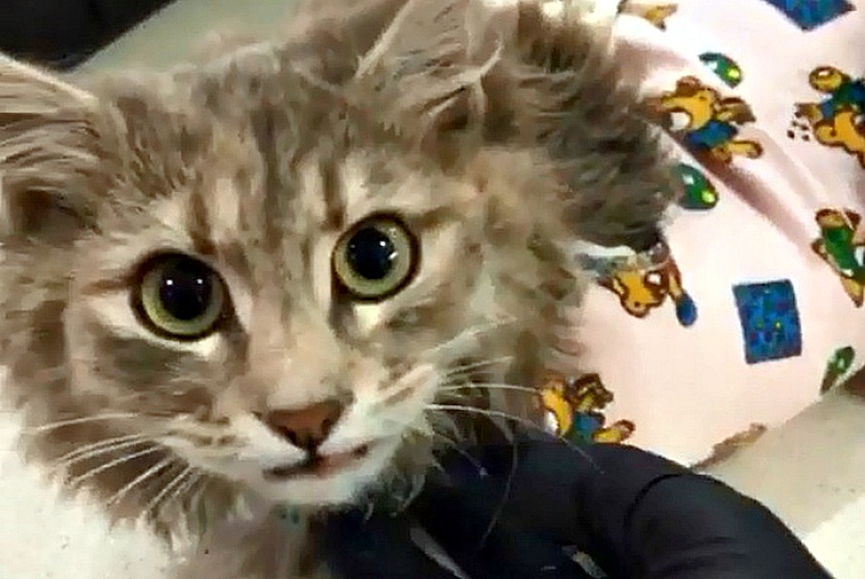 Сейчас кошке, имя которой пока не придумали, ищут хозяина.