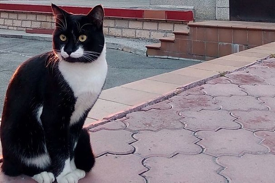 Кота, жившего при храме убили собаки. Фото: vk.com/public175581619