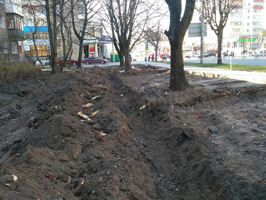 Перерубленные корни у деревьев на Московском проспекте