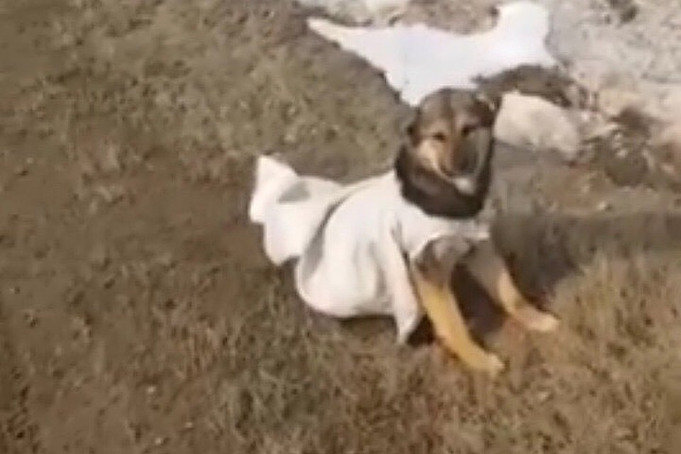 Некоторые из животных все же смогли прогрызть мешки и выбраться на свободу.