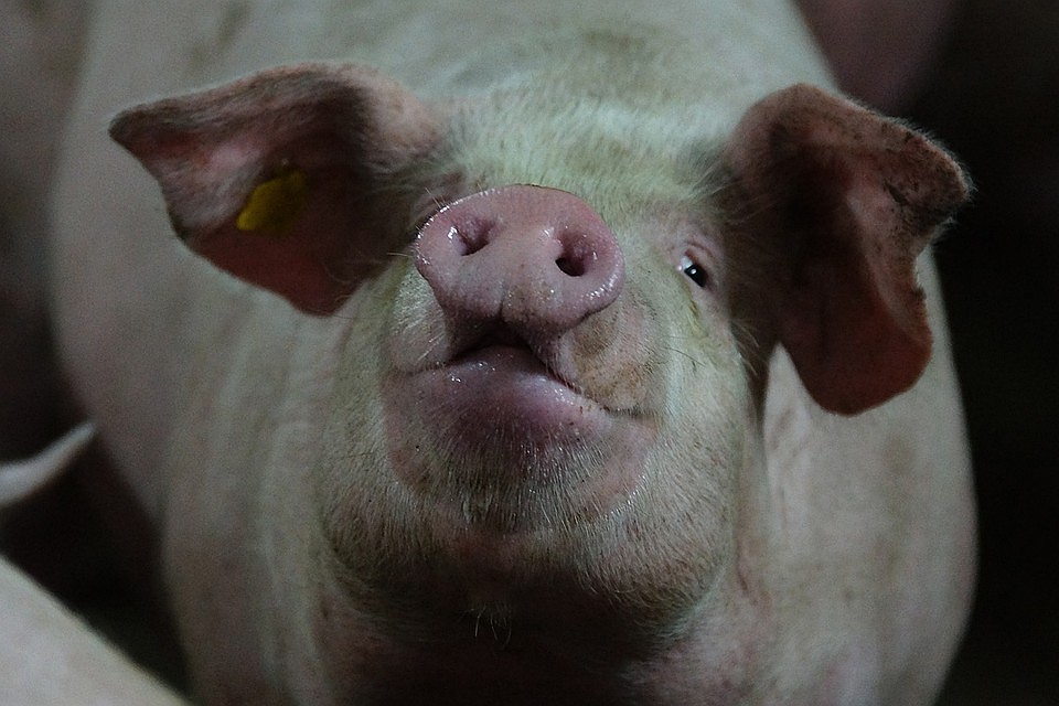 Изъятая продукция пошла в корм животным