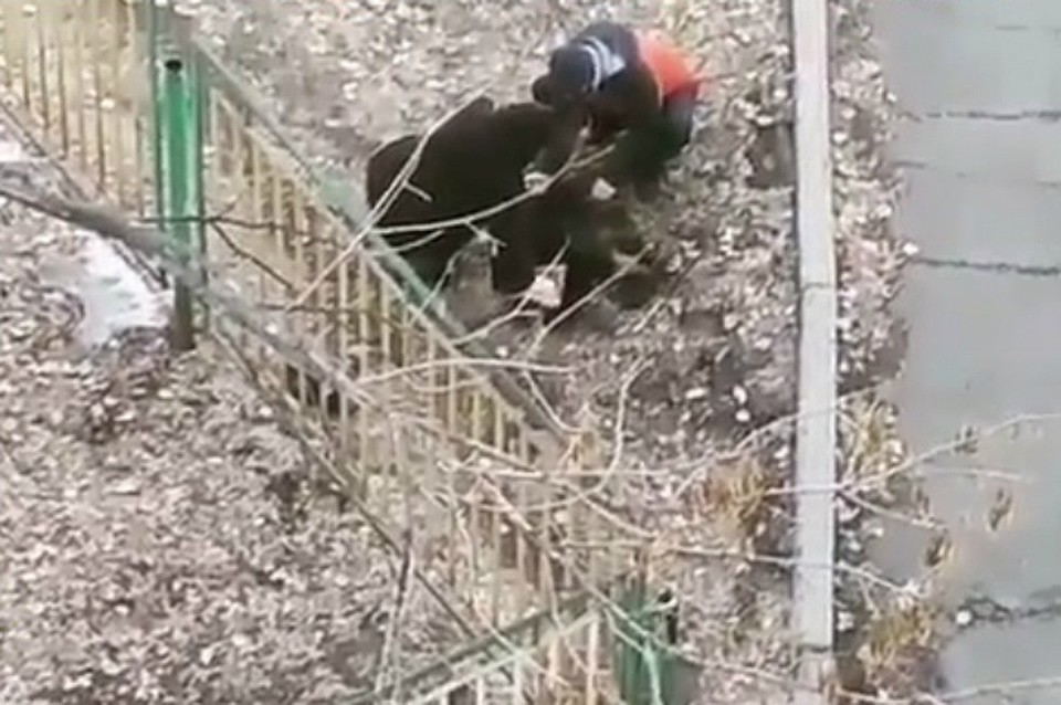 На территории школы в ЕАО мучительно умирала отравленная собака