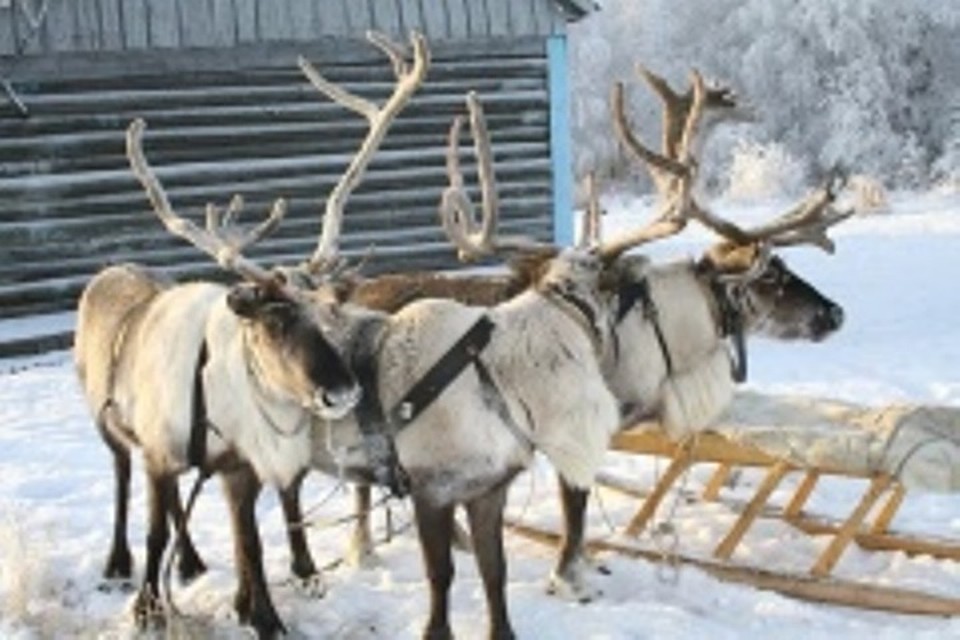 Семьям коренных малочисленных народов Югры ввели новые меры поддержки. Фото с сайта администрации Советского района
