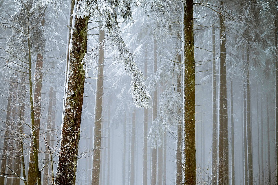 Причины смерти устанавливаются. Фото: pixabay.com